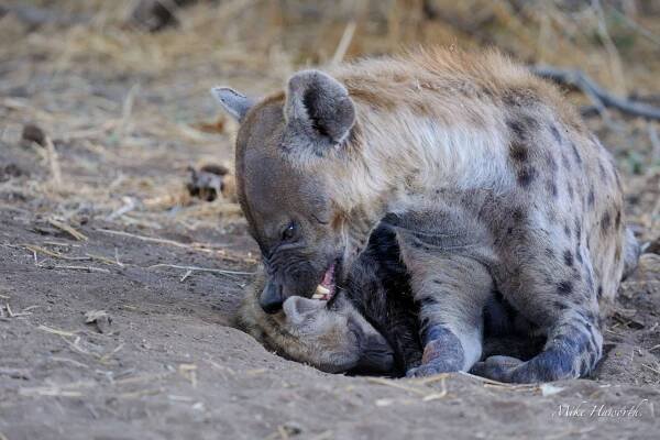 Hyaena