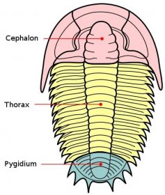 Tři hlavní části těla typického trilobita