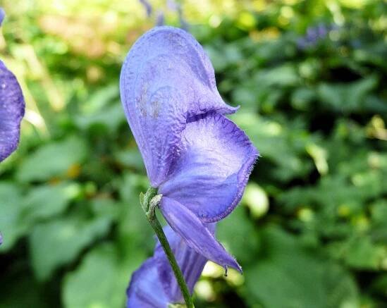 Aconitum napellus L. emend. Skalický - Portale della Flora d'Italia / Portal to the Flora of Italy