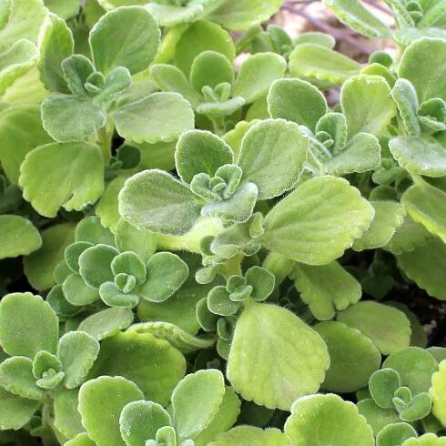 Aromatický Plectrantus: aplikace, léčivé vlastnosti a kontraindikace