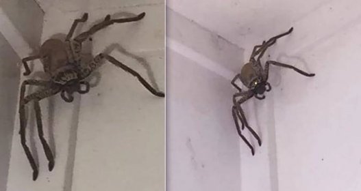 Ženu vyděsil doma pavouk velký jako talíř! Upal ho zaživa, radili jí |  Blesk.cz