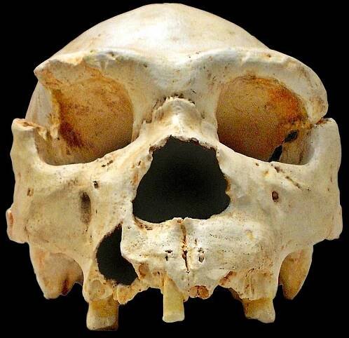 Homo heidelbergensis – Wikipedie