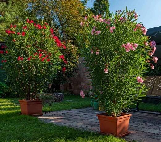 Je oleandr jedovatý? Fakta a bezpečnostní opatření