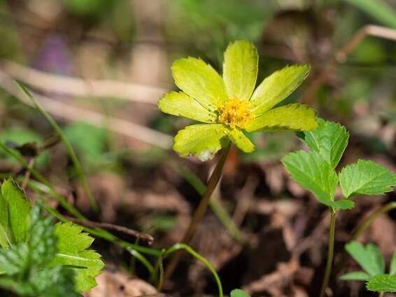 Hvězdnatec zubatý (Hecquetia epipactis)