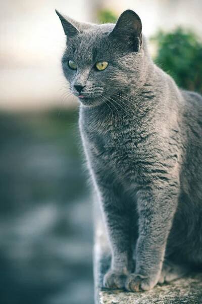 Základová fotografie na téma animal, bokeh, britská kočka, britská krátkosrstá kočka, cat, chlupatý, cute, denní světlo