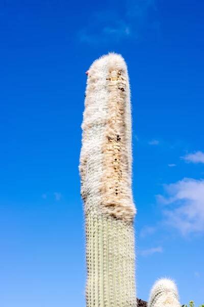 Cephalocereus senilis