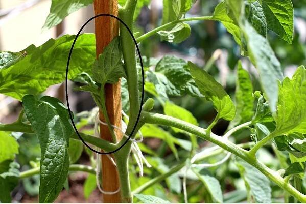 tomato sucker highlighted