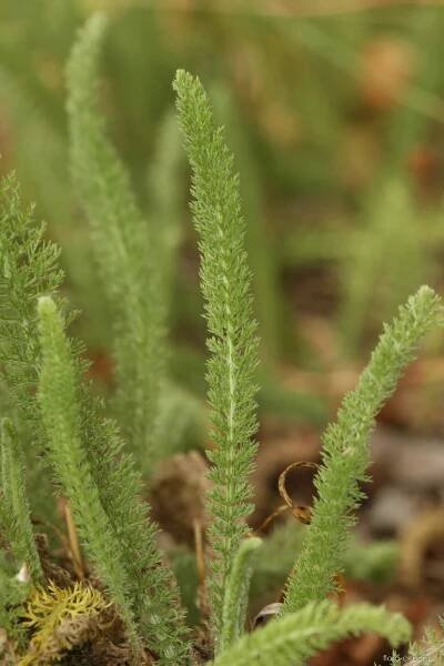 Řebříček štětinolistý (Achillea setacea)