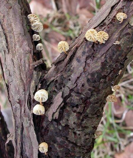 Mycena juniperina