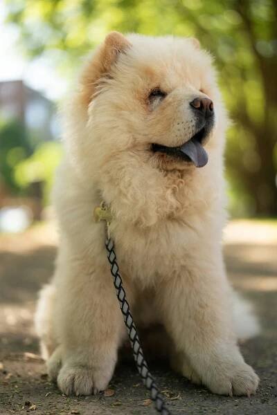 A fluffy chow chow dog is sitting patiently.
