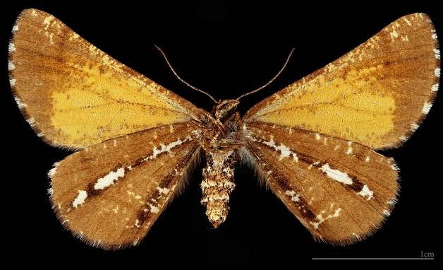 ♀ △