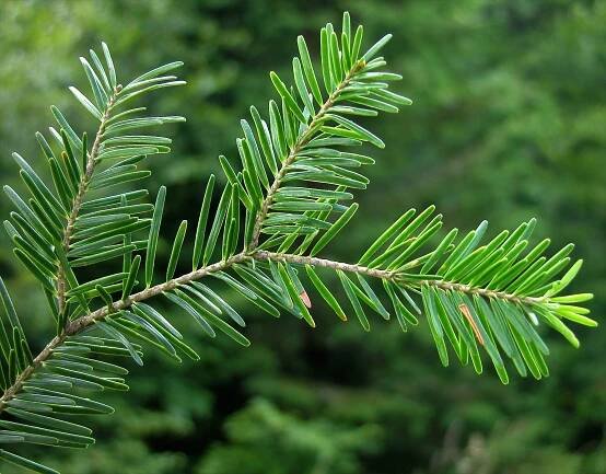 Abies alba Mill. - Portale della Flora d'Italia / Portal to the Flora of Italy