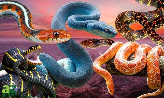Discover The 10 Most Colorful Snakes in the World