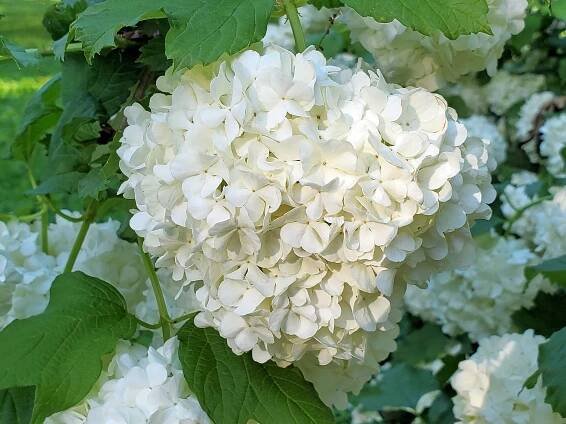 hydrangea