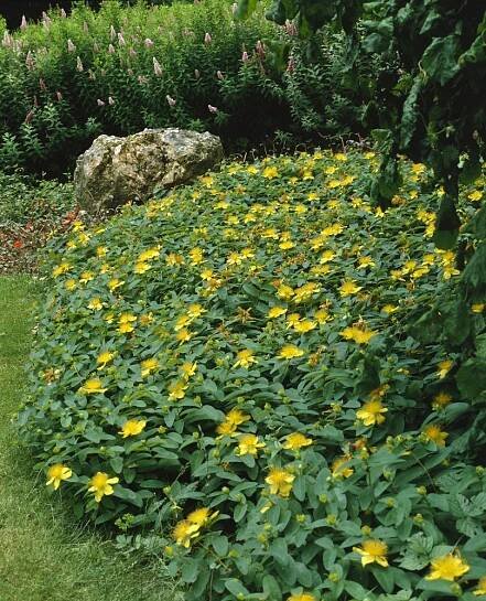 Hypericum calycinum ´Rose of Sharon´ , Třezalka kalíškatá, K9