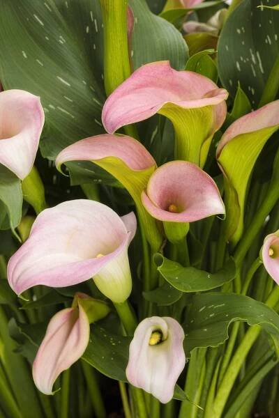 Be My® Princess - Calla Lily - Zantedeschia hybrid | Proven Winners