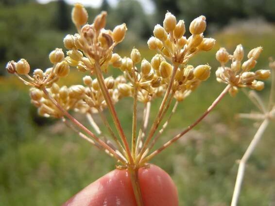 Conium Maculatum