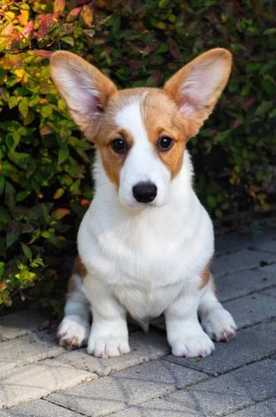Becorginal Welsh corgi Cardigan 