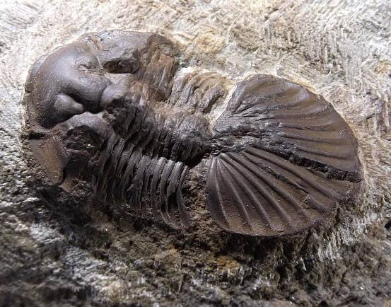 Trilobit Metascutellum - Sběratelství