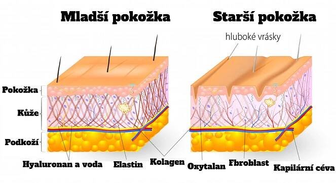Pokožka carnivore