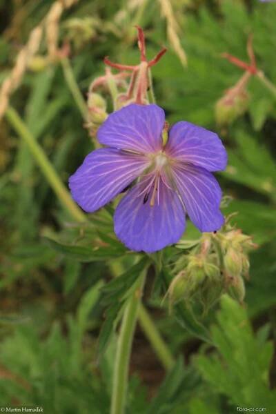 Kakost luční (Geranium pratense)