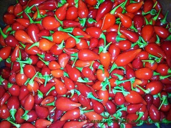 Chilli semena - Peito de Moca