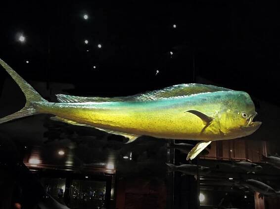 Mahi-mahi - Wikipedia