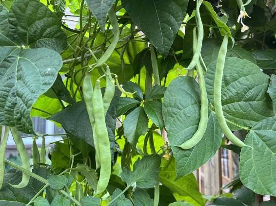 Grumpy Helps With A Green Bean Dilemma