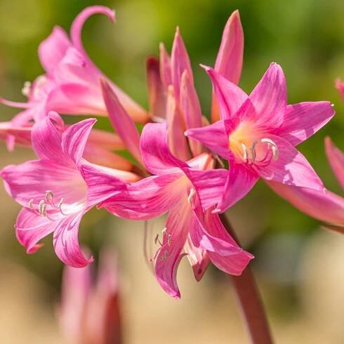 Amarylka Belladonna – Hippeastrum – cibulky – hvězdník pěstování