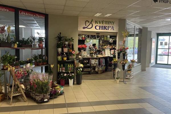 Květiny Chrpa foto 1