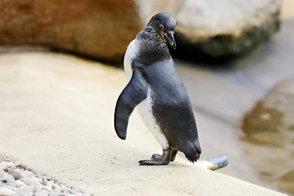 VIDEO: Kolonie tučňáků v plzeňské zoo se rozrostla o sedm mláďat