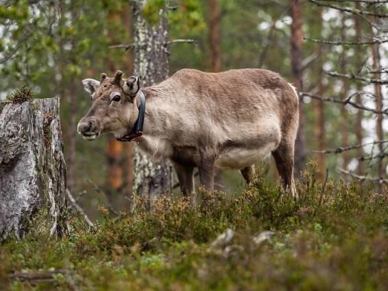 Mark Mertens - Natuur- & Landschapsfotografie - Finland : Wildlife