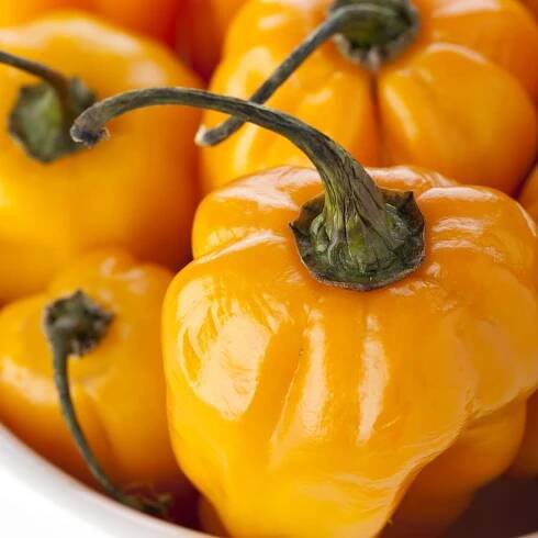 Chilli Scotch bonnet oranžové – Capsicum chinense – semena chilli – 6 ks