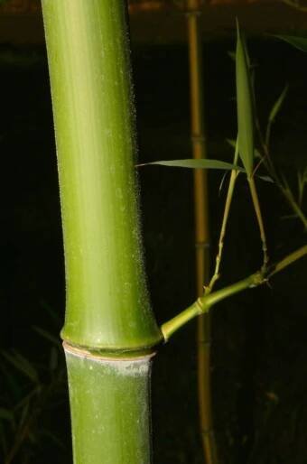 Phyllostachys aureosulcata