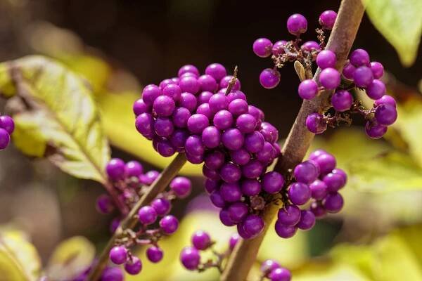 KRÁSNOPLODKA VIDLIČNATÁ - CALLICARPA DICHOTOMA ISSAI