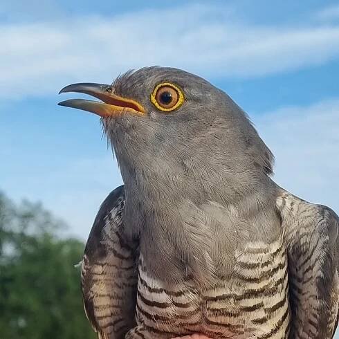 Cuckoo Tracking Project | BTO