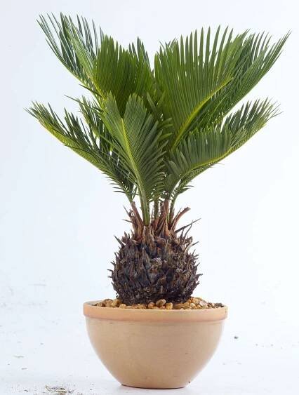 Sago palm in pot on white background