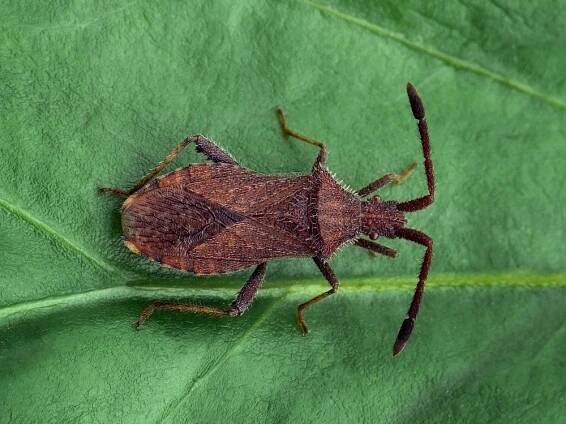 Coriomeris denticulatus (vroubenka trnorohá) | BioLib.cz