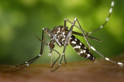 Jak odpudit komáry od zahradního posezení