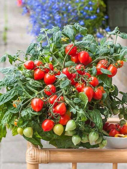 Tomato
