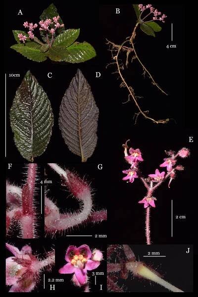 Boeica – eFlora of India