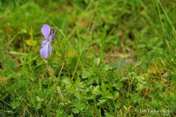 Violka rohatá (Viola cornuta)