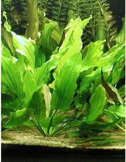 Echinodorus tricolor