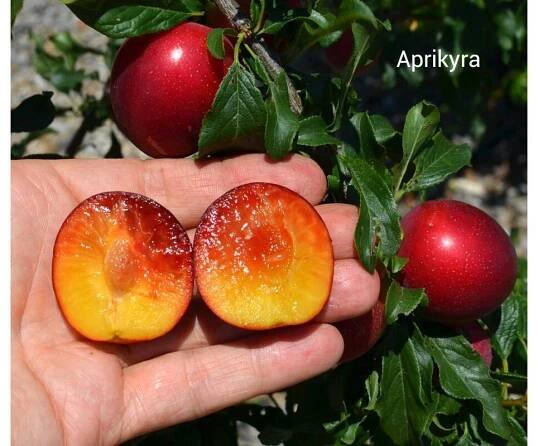 Aprikyra - Ovocie | Zahrada.sk