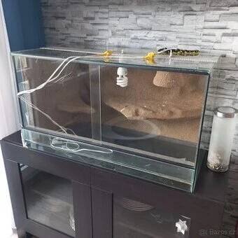 Terarium agama
