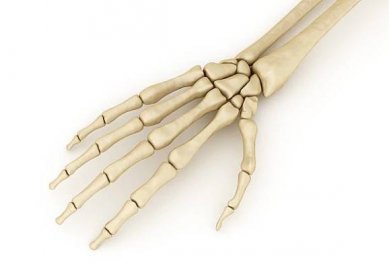 lidská kosterní anatomie zápěstí. lékařsky přesná 3d ilustrace - kosti ruky - stock snímky, obrázky a fotky