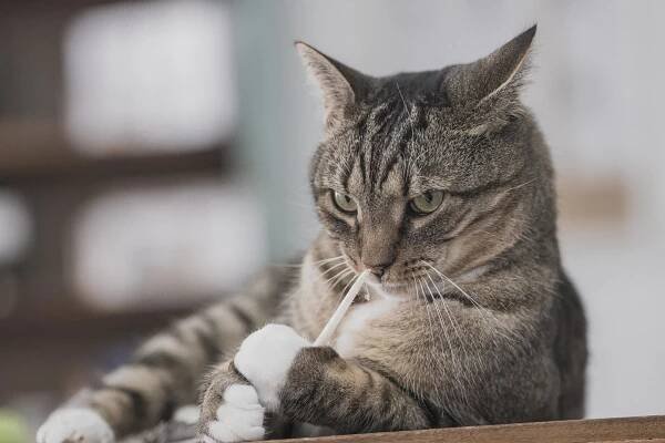 Adopted Cats — The Dancing Cat - Adopt a cat in San Jose
