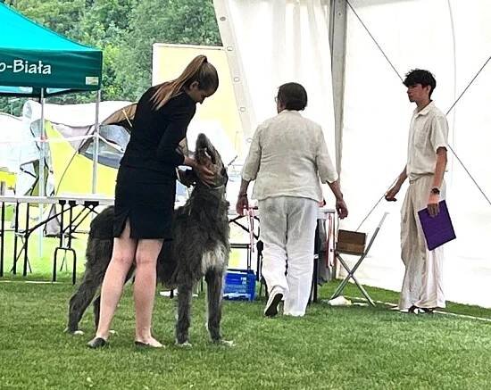 Irský Vlkodav CHS Mes amis de Mafinns - Irish wolfhound breeder 