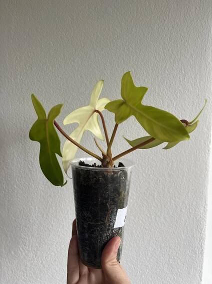 Philodendron Florida Ghost