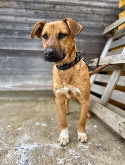 JESSY - energii nabitá, hodná fenečka ❤️ - ADOPTOVANÁ - Home4Pets